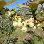 東京  町田  井上農園のブログ
