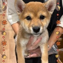おっとり柴ちゃん🐶🤎