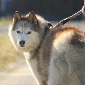 驚愕動画 インドのyou Tuberさん 犬に風船をつけ飛ばし批判殺到 地元警察が逮捕へ 情報てんこもりチャンネル