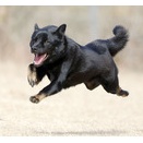 1-31-1　新居　クーマくん　6歳