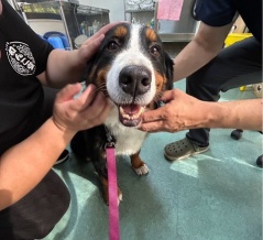可愛いバニコちゃん今日からトライアルへ💓🐶