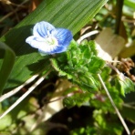 寅太郎の雑記帳