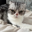 緊急地震速報の音に猫も人間もびっくり！