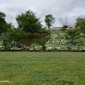 神戸フルーツフラワーパークの紫陽花