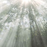 『朝の光のシャワー』の画像