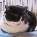 香箱ずわり