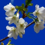 東京港野鳥公園　レンジャーブログ