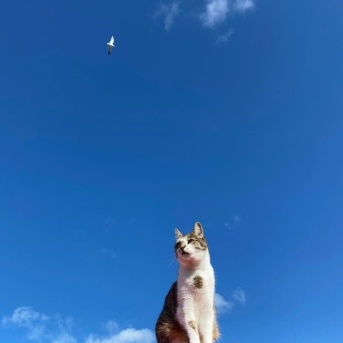 ◎チェポちゃんありがとう◎