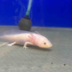 ワンラブ観賞魚部門の入荷情報ブログ！