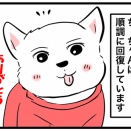 🐶 	【今年最後のご挨拶】ちーちゃんと過ごした一年、そしてシニア犬と生きること