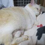 だいちゃんとはなちゃんの猫日記