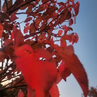 倉木麻衣 オフィシャルブログ