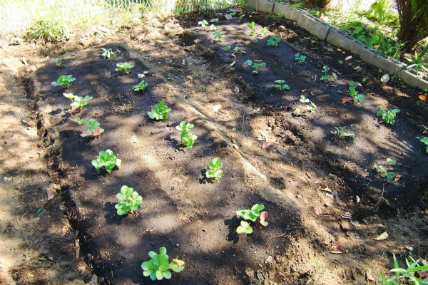 団塊オヤジの定年日記 イチゴ栽培