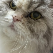 ケイの通院後の変化とななの血液検査の結果