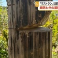 【撮り鉄】線路脇の撮影スポットで樹木切断、列車撮るため何者かが伐採か…「くしろ湿原ノロッコ号」ラストランを目前