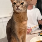 牛とろろ丼の夜ごはんと、元祖魔神さま