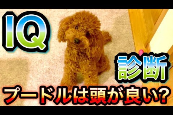 Iq 犬のiq測ってみた トイプードル 可愛い動物 癒やしチャンネル