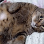 にゃんこ速報～修羅場・キチママ・生活まとめ～