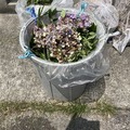 アジサイの後始末