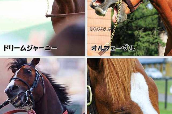今週の競馬予想まとめ