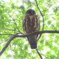 2026金龍寺のアオバズクを撮る8🦉📸（太田市）