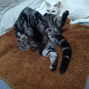 実物のﾈｺﾁｬﾝたちセカンド139