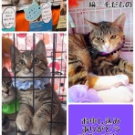 猫とお酒と日々のこと