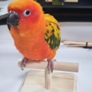 背中がまだだいぶんグリーンなおすましコガネメキシコインコ