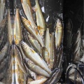 本日の釣果