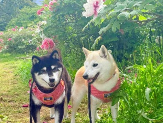 今年も咲いた牡丹と、ちょっと調子に乗っている私