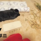 こんぶ 初めての野菜