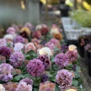 本日からの注意点。その2！ ビオラレデイ販売