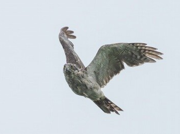 2025年8月11日の野鳥公園