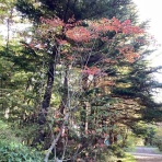 かえるのひとりごと
