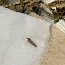 コナガのAちゃん旅立ち（2026/03/19）