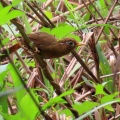 ガビチョウ＆キジ♀を撮る🐦🐦‍⬛（多々良沼公園）