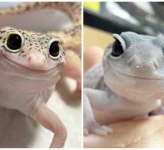 レオパ＆ニシアフ 在庫紹介