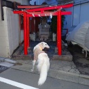 小林稲荷神社を参拝しました