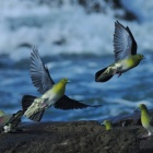 『投稿：必撮「謎のアオバト」　2024/07/23』の画像