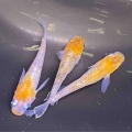🐟金魚•メダカ入舎情報‼️