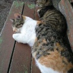 オカメのアイテム