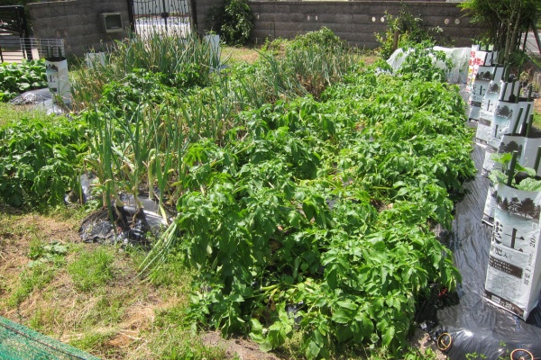Blue Thunder 弐のblog ジャガイモ