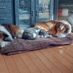 ボルゾイな生活