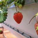 イチゴ🍓ハウスより……No.8
