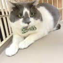 6歳　ふく　募集中