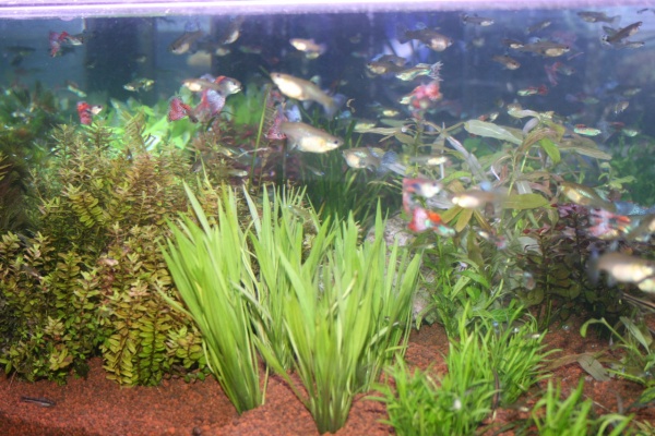 くまぱぱのブログ 11年04月