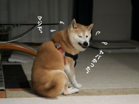 母、犬を抱いたまま大転倒！