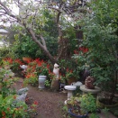 １１月３日の庭