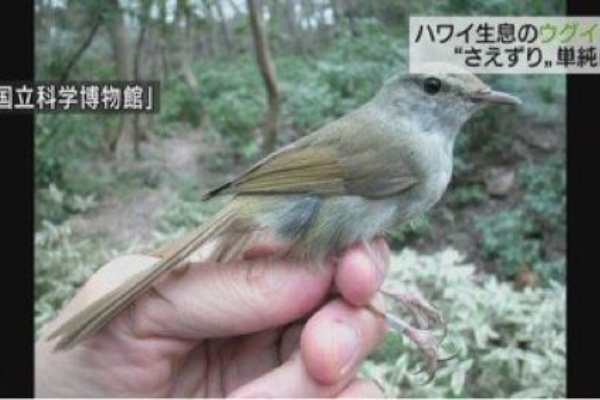日本からハワイに渡ったウグイスたちの鳴き声に変化が とりまとめ