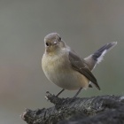 『投稿：愛嬌たっぷりのニシオジロビタキ　2024/02/20』の画像